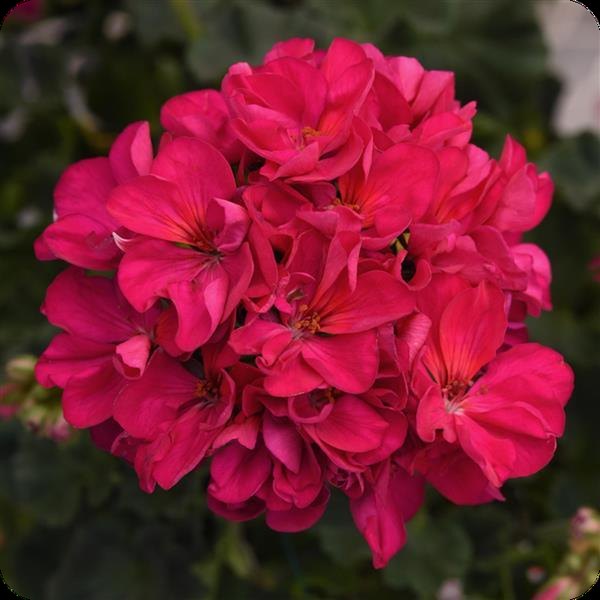Violet Presto Geraniums