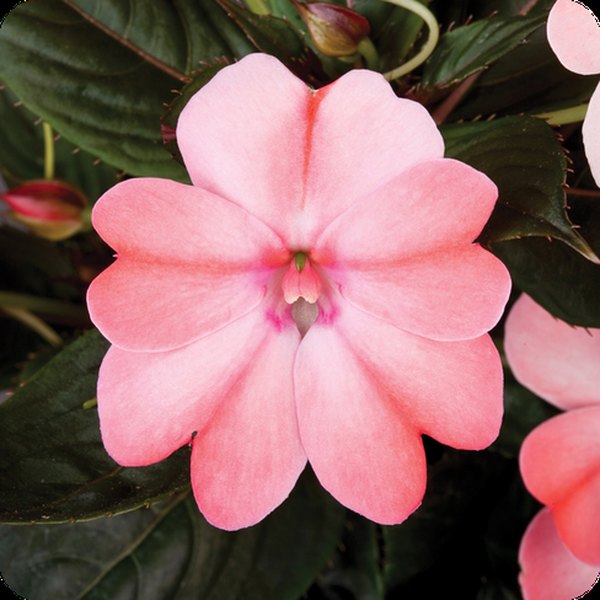 SunPatiens