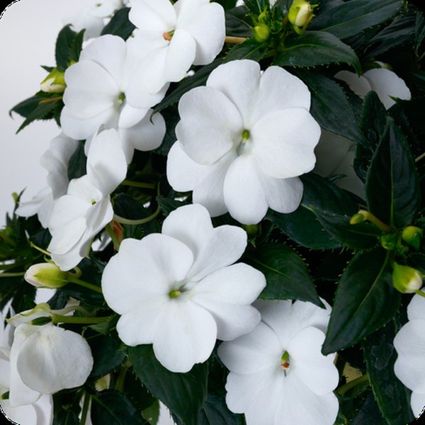 SunPatiens