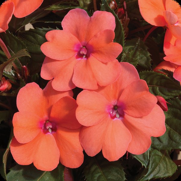 Coral Pink SunPatiens