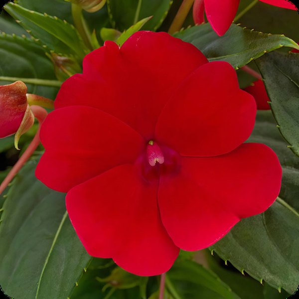 Deep Red SunPatiens
