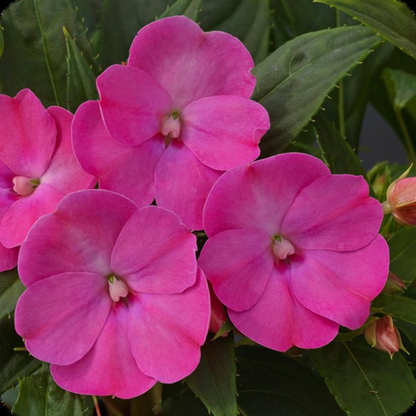 Lilac SunPatiens