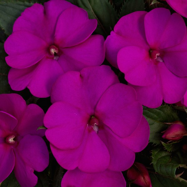 Purple SunPatiens