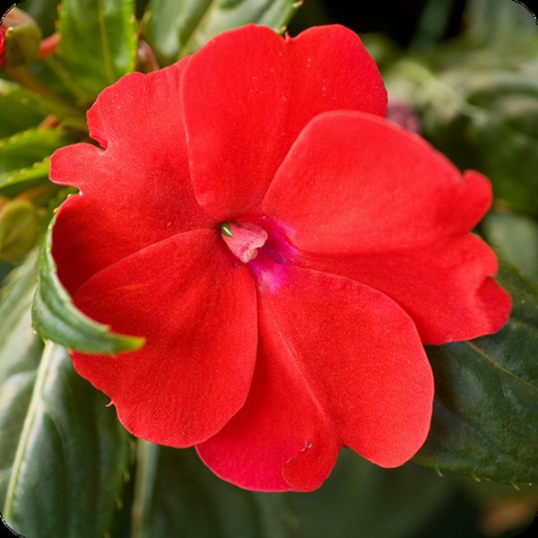 Red SunPatiens