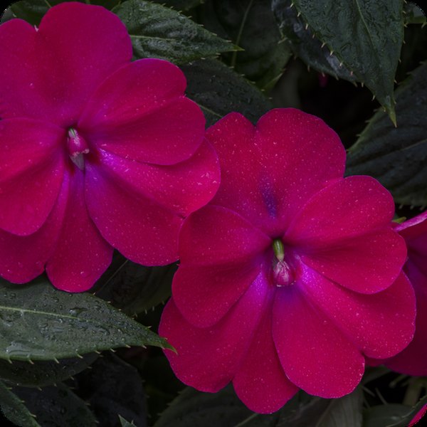 Rose Glow SunPatiens