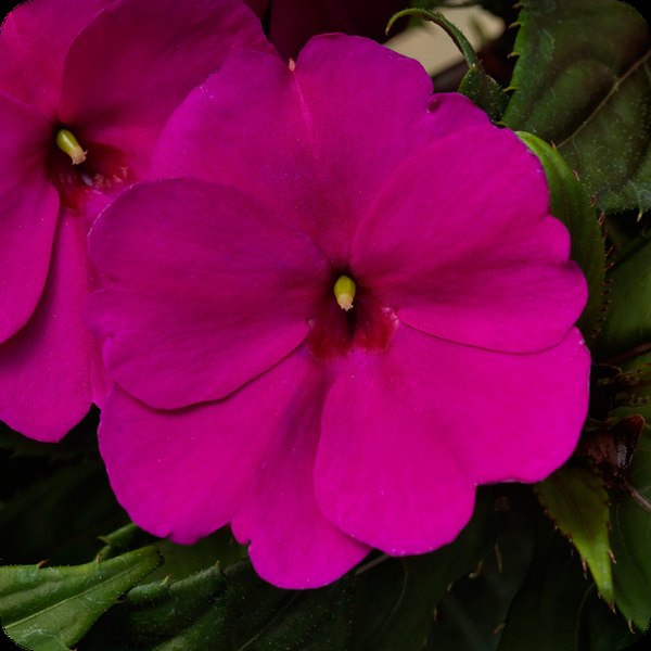 Royal Magenta SunPatiens