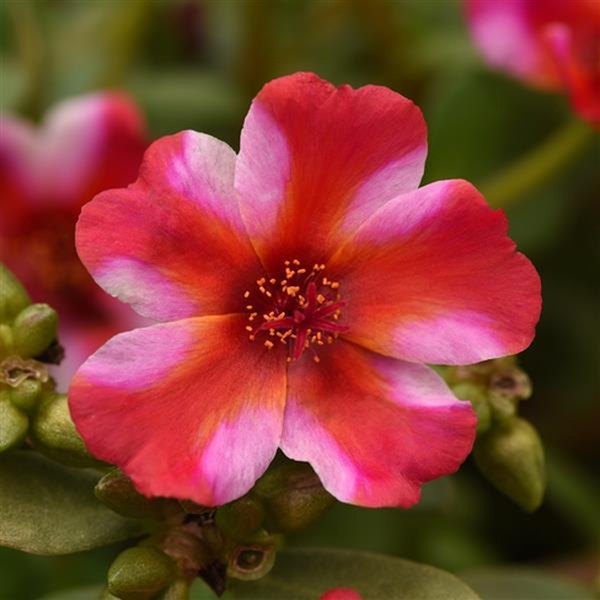 Frosted Strawberry Rio Grande Purslane