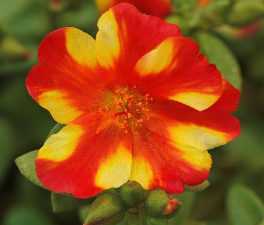 Rio Grande Purslane