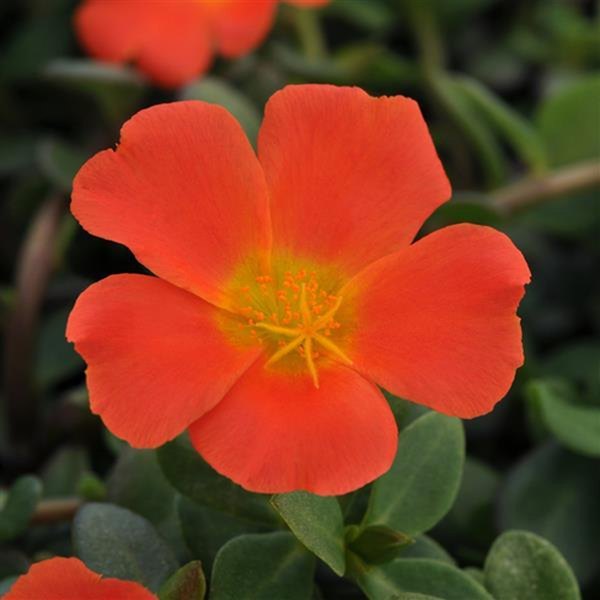 Orange Rio Grande Purslane