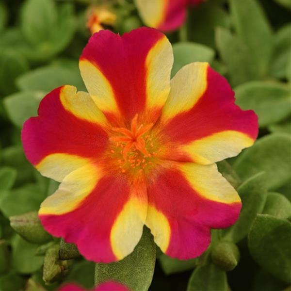 Raspberry Lemonade Rio Grande Purslane