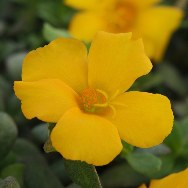 Yellow Rio Grande Purslane