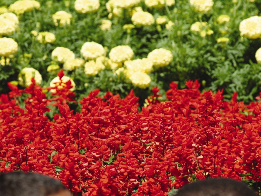 Salvia