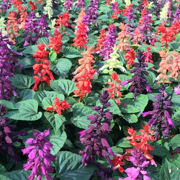 Vista Mix Salvia