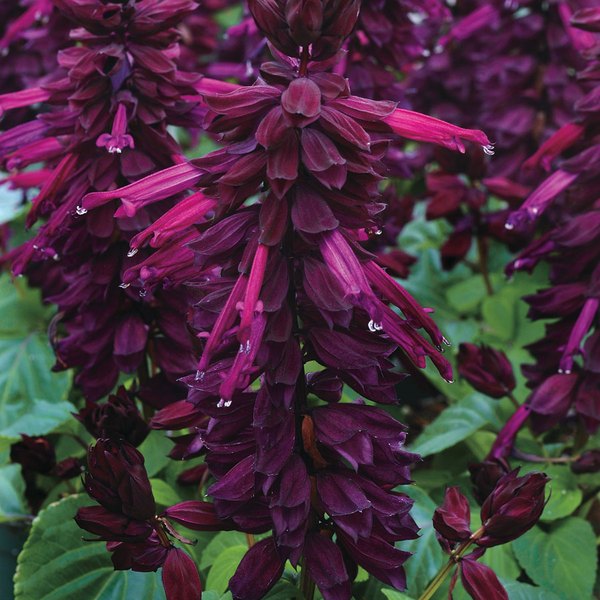 Vista Purple Salvia