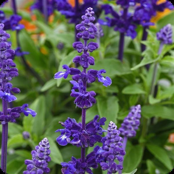 Blue Mystical Salvia
