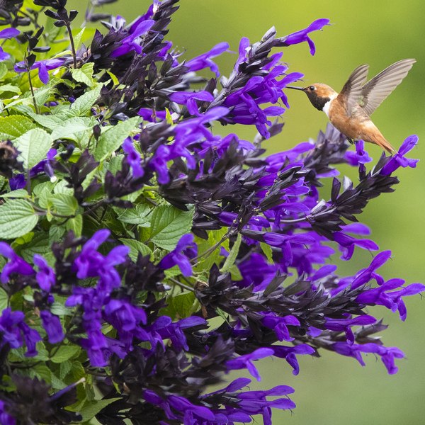 Salvia: Mystical and Farinacea