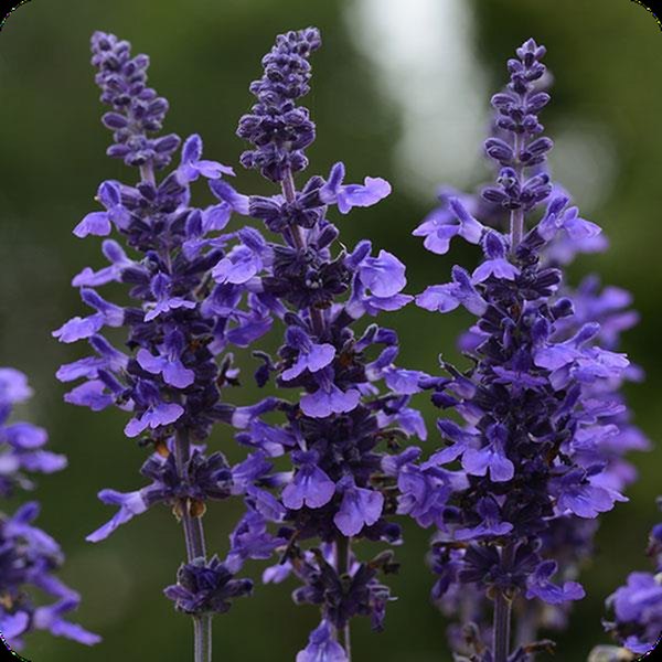 Mysty Mysty Salvia farinacea