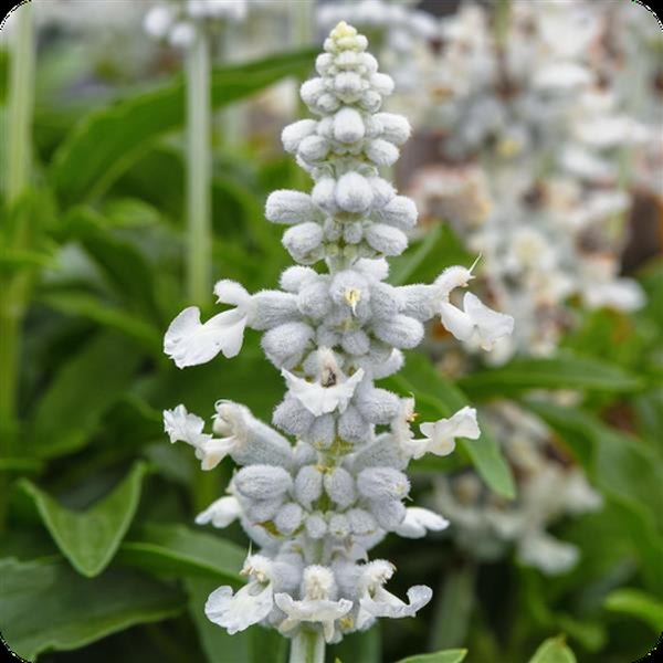 White Mystical Salvia