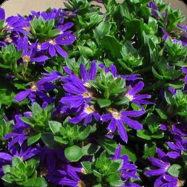 Scaevola, Shrimp Plant, and Strobilanthes