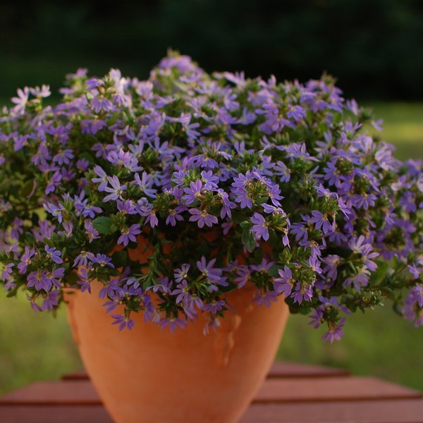 Classic Blue Surdiva Scaevola