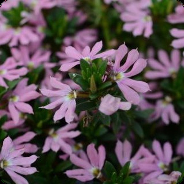 Classic Pink Surdiva Scaevola