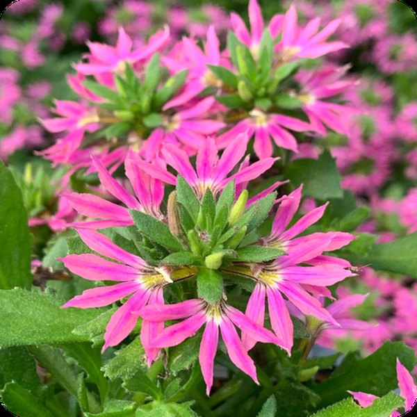 Fashion Pink Surdiva Scaevola