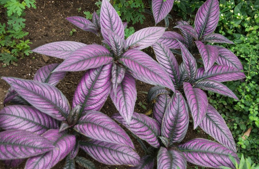 Scaevola, Shrimp Plant, and Strobilanthes