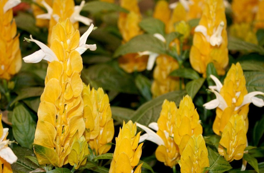 Scaevola, Shrimp Plant, and Strobilanthes