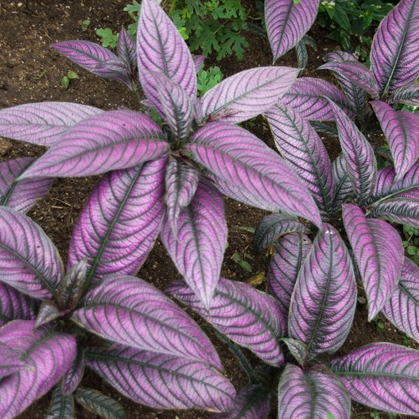Persian Shield Persian Shield Strobilanthes