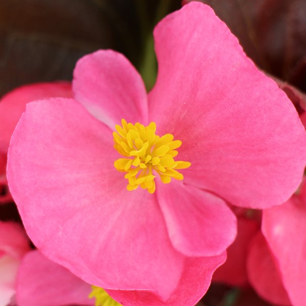 Senator Bronze Leaf Begonias