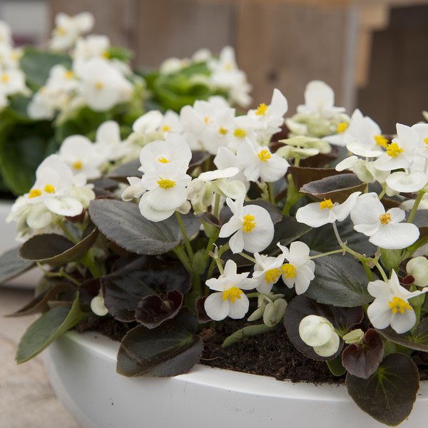 White Senator Bronze Leaf Begonias