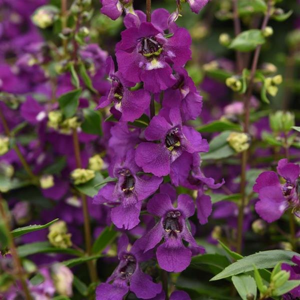 Purple Serena Angelonia