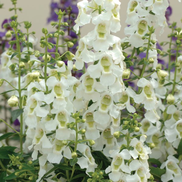 White Serena Angelonia
