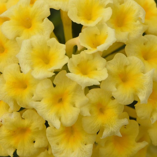 Butterscotch Glow Shamrock Lantana