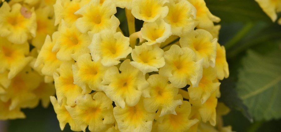 Shamrock Lantana