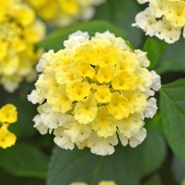 Lemon Glow Shamrock Lantana