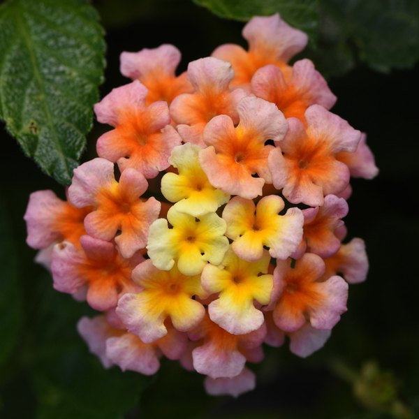 Peach Shamrock Lantana