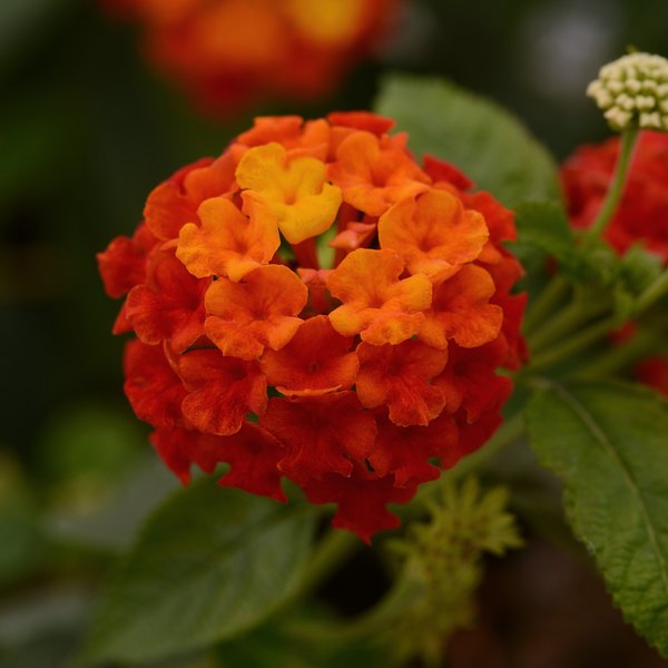 Red Shamrock Lantana