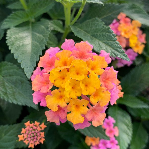 Rose Gold Shamrock Lantana