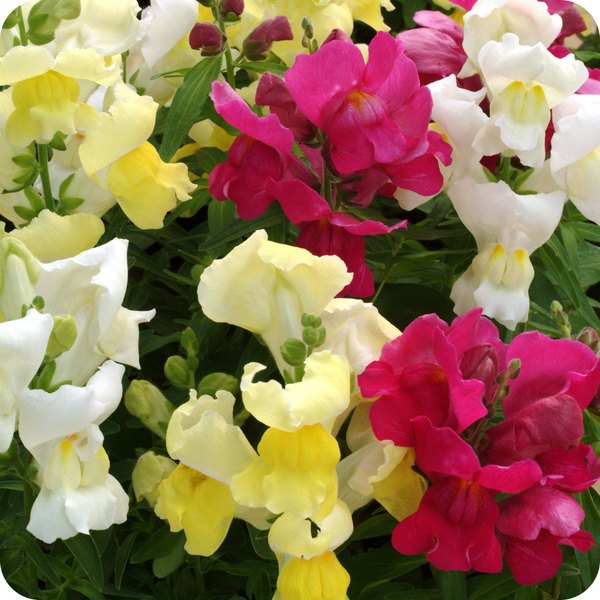 Snapshot Snapdragons
