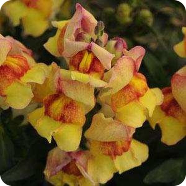 Snapshot Snapdragons