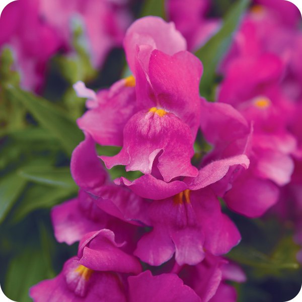 Purple Snapshot Snapdragon
