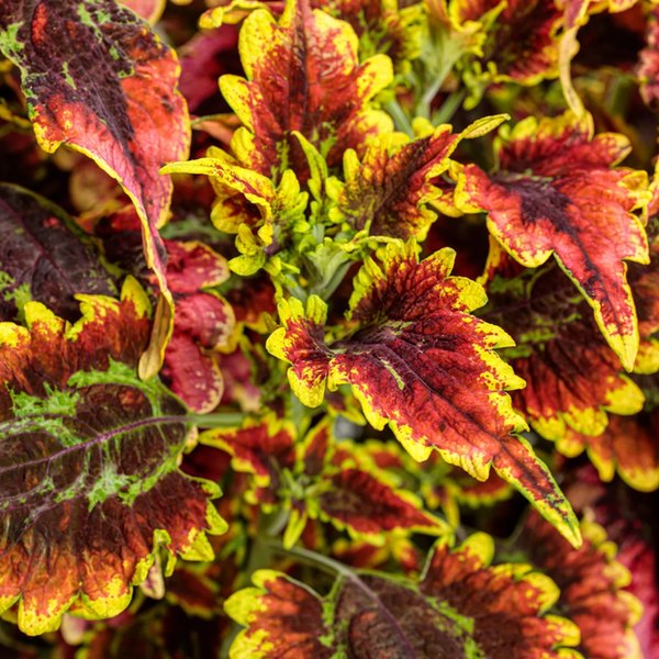 Golden Gate Stained Glassworks Coleus