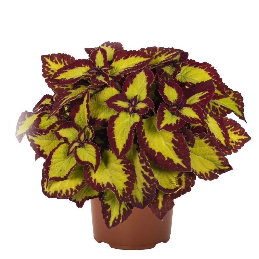 Stained Glassworks Coleus