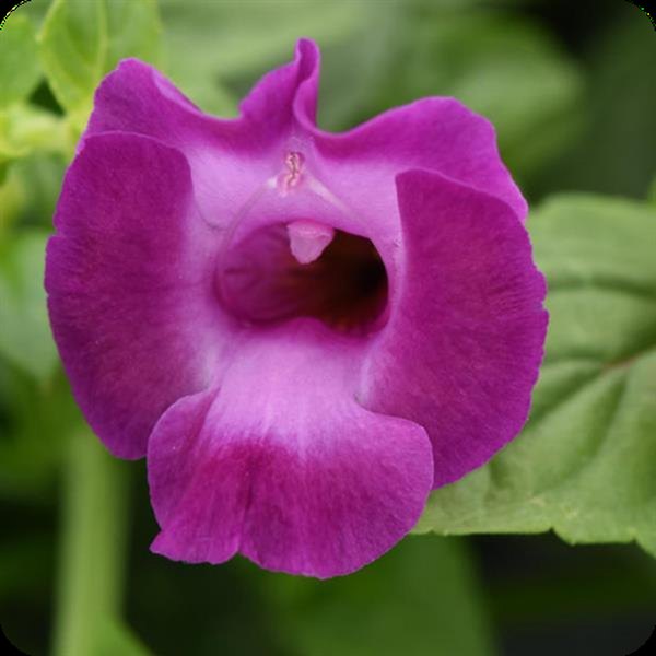 SummerWave Torenia