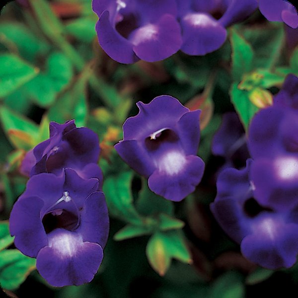Large Violet SummerWave Torenia