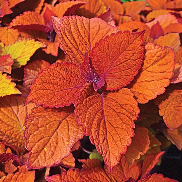 Sun Coleus