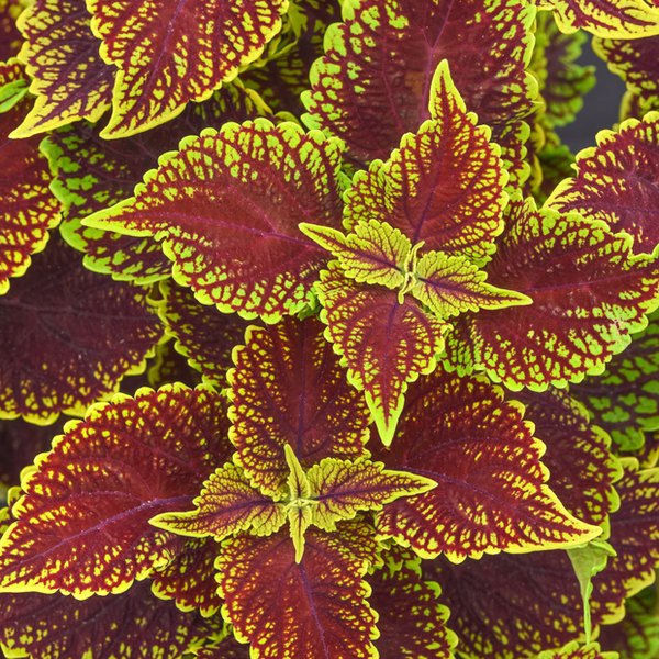 Sun Coleus