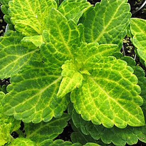 Electric Lime Sun Coleus