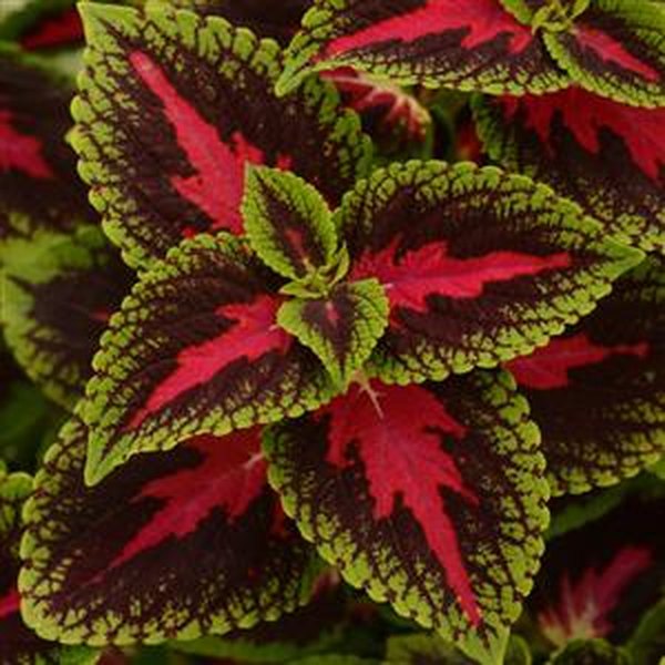 French Quarter Sun Coleus